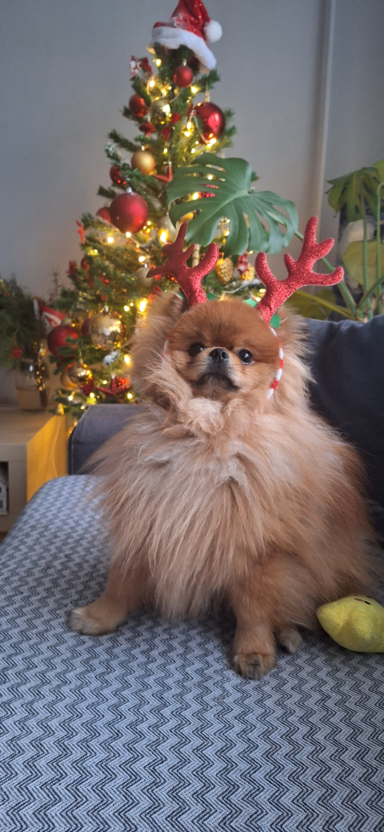 Pomeranian oğlumuza eş arıyoruz 3